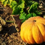 Potager en novembre : 6 gestes avant le premier gel Bright pumpkin in garden soil, symbolizing autumn harvest and agriculture.