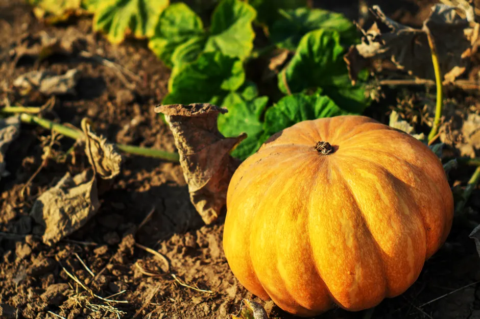 Bright pumpkin in garden soil, symbolizing autumn harvest and agriculture.