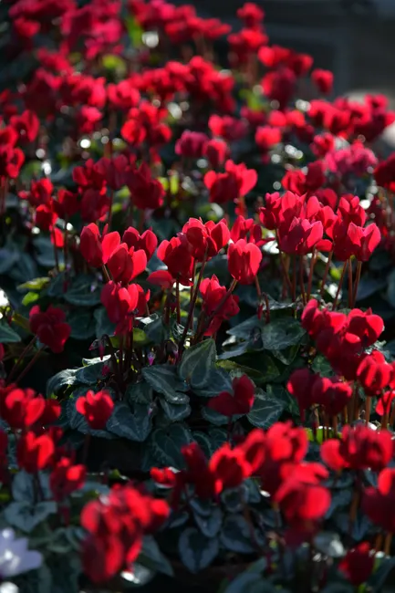Bright red cyclamen flowers blooming in a lush spring garden setting.