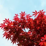 Érable du Japon: planter de septembre à novembre sans griller ses feuilles Bright red Japanese maple leaves with a clear blue sky backdrop, highlighting autumn's vivid hues.