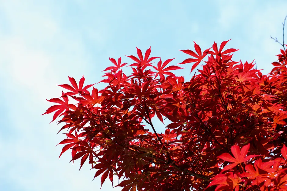 Bright red Japanese maple leaves with a clear blue sky backdrop, highlighting autumn's vivid hues.