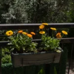 Bright yellow and orange calendula flowers in a planter on a sunlit balcony in İzmir, Türkiye.