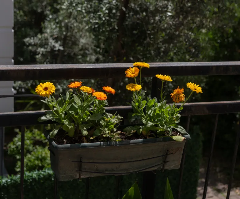 Bright yellow and orange calendula flowers in a planter on a sunlit balcony in İzmir, Türkiye.