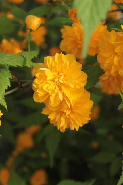 Bright yellow Kerria japonica flowers bloom in lush greenery, capturing the essence of spring.