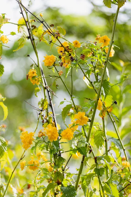 Bright yellow Kerria japonica flowers blooming on green foliage in natural outdoor setting.