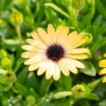 Ostéospermum : planter en avril, fleurir jusqu'en octobre, mais le gel ne plaisante pas Bright yellow Osteospermum flowers blooming in a sunny garden setting, displaying vivid colors and natural beauty.