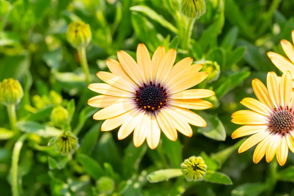 Bright yellow Osteospermum flowers blooming in a sunny garden setting, displaying vivid colors and natural beauty.