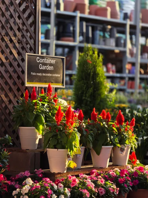 Brightly colored container garden plants displayed under spring sunlight in a garden center.