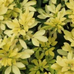 Close-up capture of vibrant yellow Choisya Ternata leaves.
