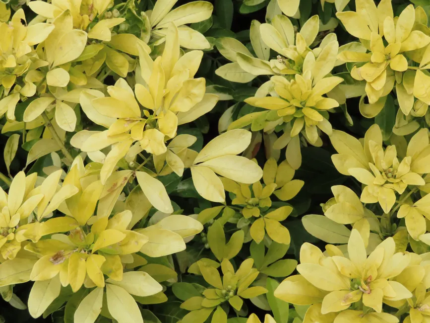Close-up capture of vibrant yellow Choisya Ternata leaves.