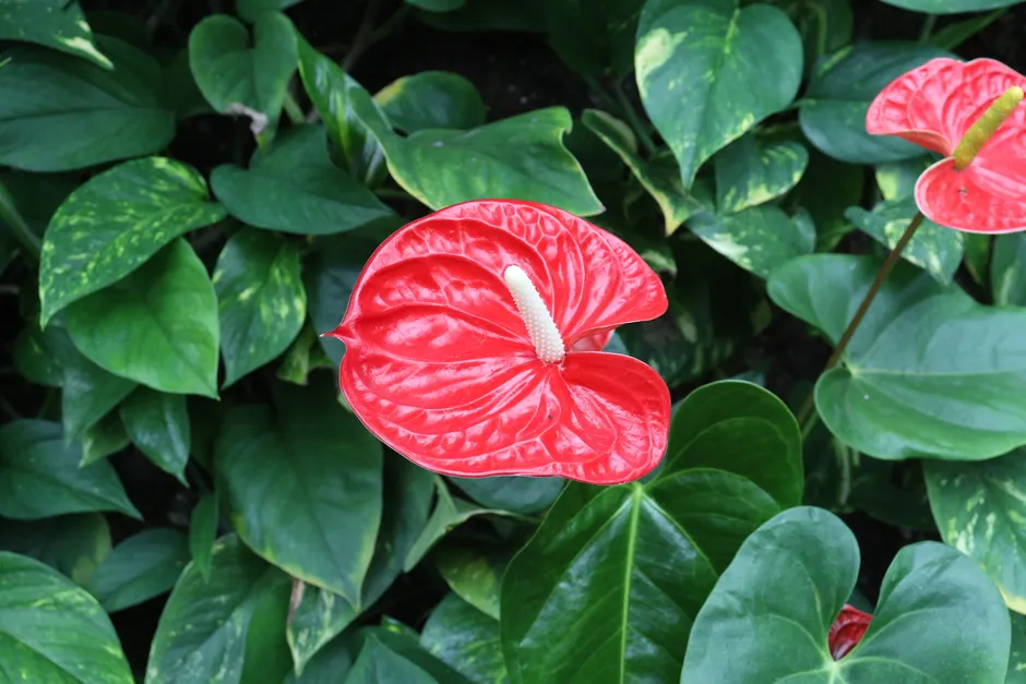 Close-up of a bright red anthurium flower surrounded by lush green leaves, showcasing nature's vibrant beauty.