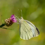 Piéride du chou : 3 générations d'avril à octobre, la feuille ne pardonne pas Close-up of a Cabbage White butterfly on a purple wildflower outdoors in summer.