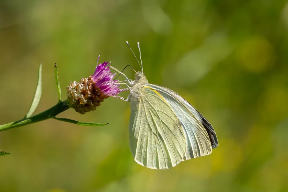 Close-up of a Cabbage White butterfly on a purple wildflower outdoors in summer.