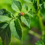 Close-up of a Colorado potato beetle resting on a green leaf in natural sunlight.