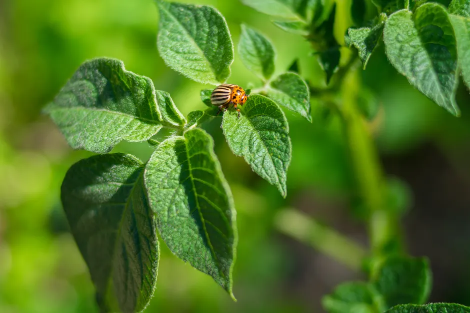 Close-up of a Colorado potato beetle resting on a green leaf in natural sunlight.