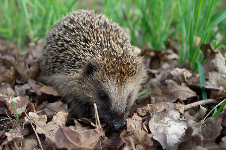 Close-up of a cute hedgehog nestled among crunchy fallen leaves outdoors.