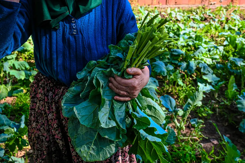 Close-up of a farmer harvesting fresh kale in a sunlit vegetable field.