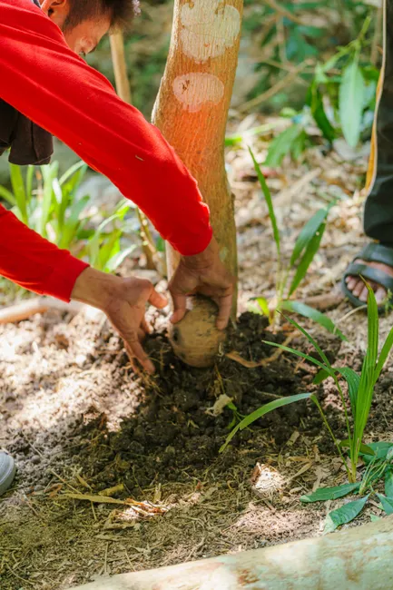 Close-up of a gardener harvesting a root vegetable in a lush garden setting during the day.