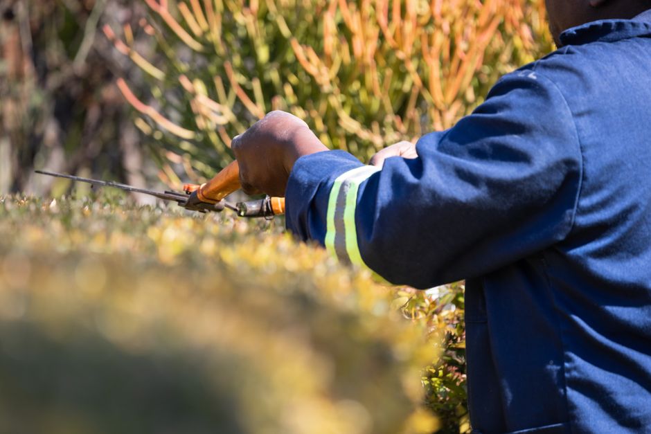 Close-up of a gardener in blue uniform trimming hedges outdoors with pruning shears.
