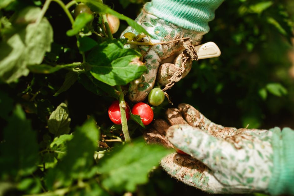 Close-up of a gardener's hands harvesting ripe tomatoes in a sunny garden.