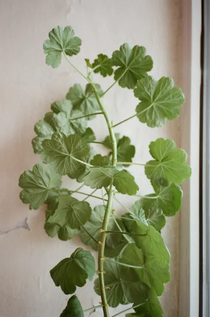 Close-up of a green Pelargonium plant with textured leaves against a white wall, indoors.