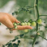 Close-up of a hand holding green tomatoes on the vine in a garden setting.