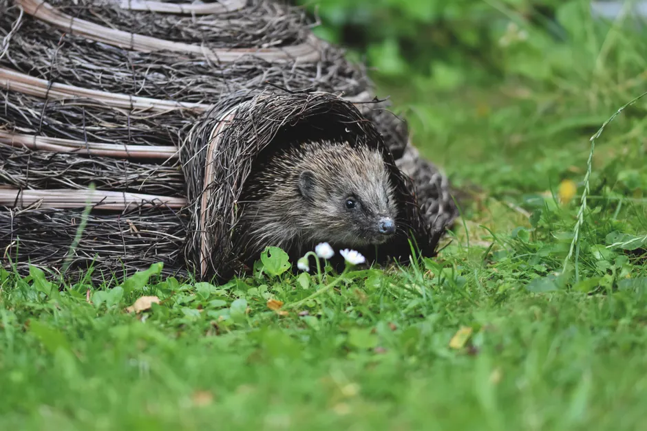 Close-up of a hedgehog emerging from a woven shelter in a grassy outdoor setting.
