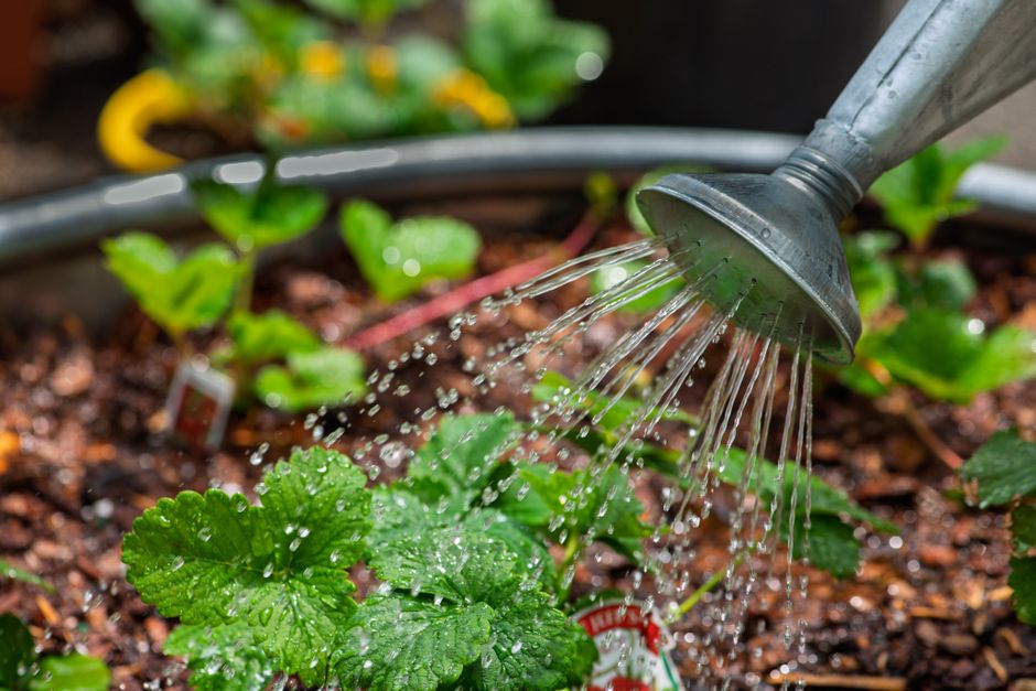 Close-up of a metal watering can nurturing fresh green strawberry plants.
