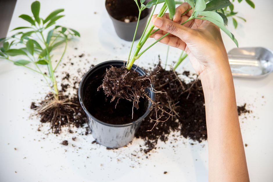 Close-up of a person's hand repotting a plant with visible roots indoors.