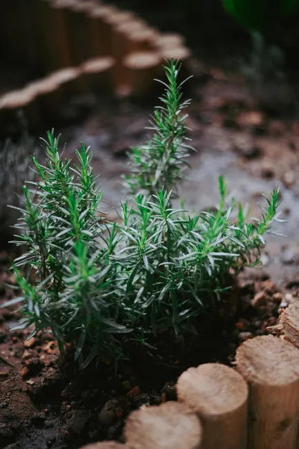 Close-up of a rosemary plant thriving in a garden bed, showcasing its vibrant greenery.