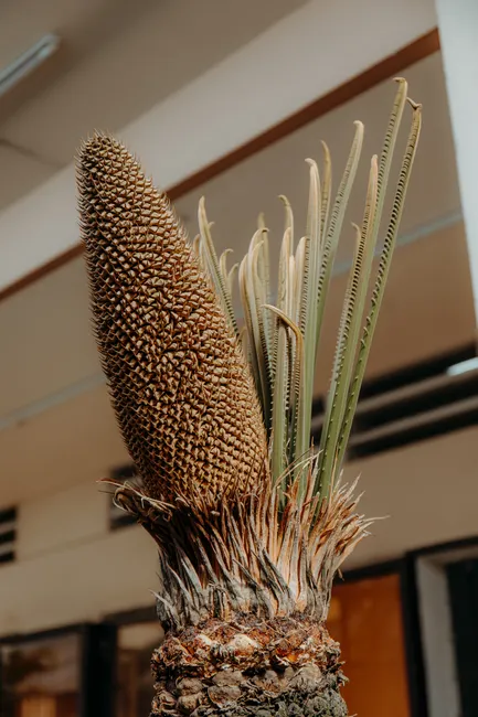 Close-up of a unique cycad plant with textured cone indoors under natural light.