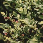 Myrtillier au jardin : d'octobre à mars, le pH ne plaisante pas Close-up of a vibrant blueberry bush with ripening berries in a sunny outdoor setting.