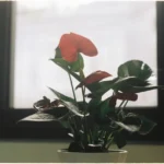 Close-up of a vibrant red Anthurium plant by a sunlit window, indoors.