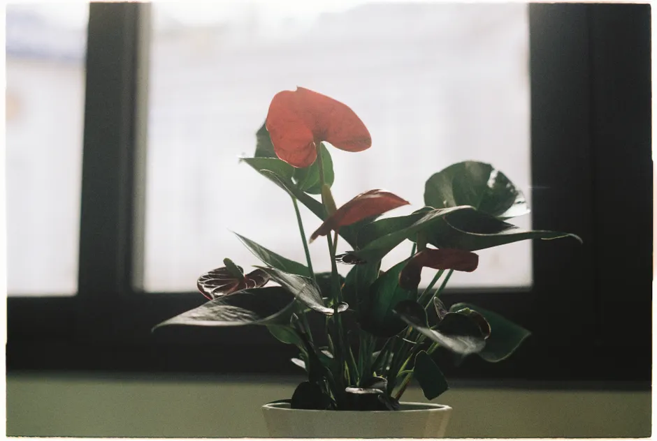 Close-up of a vibrant red Anthurium plant by a sunlit window, indoors.