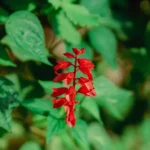 Sauge rouge : semis en mars, fleurs jusqu’en octobre, gel en embuscade Close-up of a vibrant red salvia flower amidst lush green foliage, showcasing natural beauty.