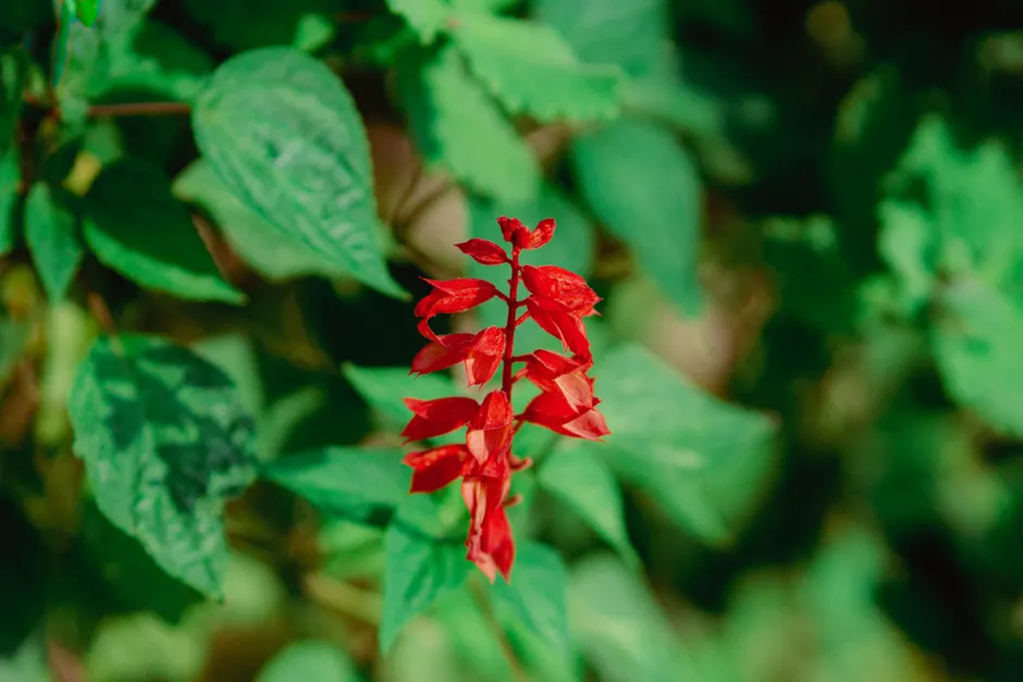 Close-up of a vibrant red salvia flower amidst lush green foliage, showcasing natural beauty.