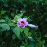 Close-up of a violet hibiscus flower blooming in lush greenery.