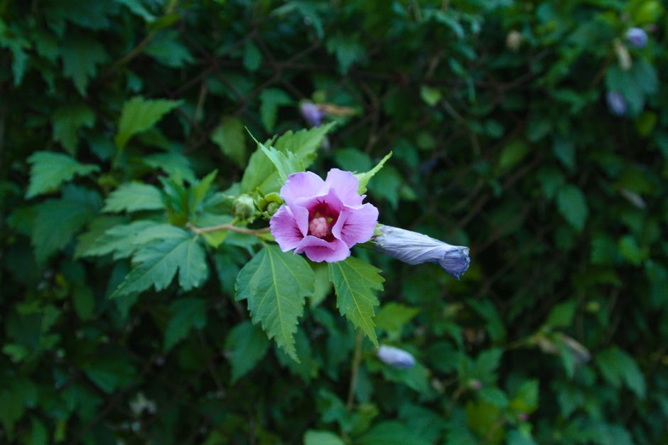 Close-up of a violet hibiscus flower blooming in lush greenery.