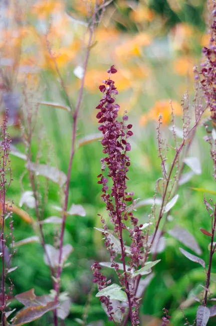Close-up of Atriplex Hortensis in vivid colors showcasing delicate growth and freshness.