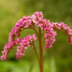 Bergenia au jardin : fleurs dès février, mais pas partout Close-up of beautiful pink Bergenia flowers in a natural setting.