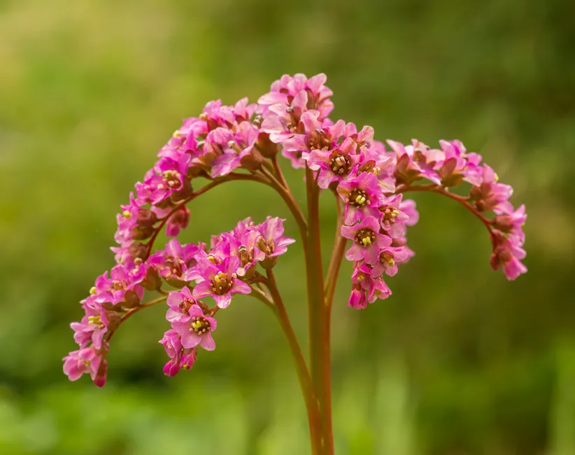 Close-up of beautiful pink Bergenia flowers in a natural setting.
