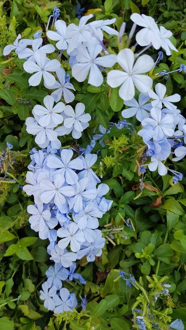 Close-up of blooming blue Plumbago flowers surrounded by lush green leaves.