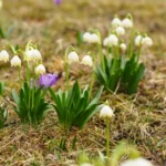Nivéole de printemps: planter en automne, attendre mai Close-up of blooming spring snowflakes (Leucojum vernum) in a grassy meadow, signaling the arrival of spring.