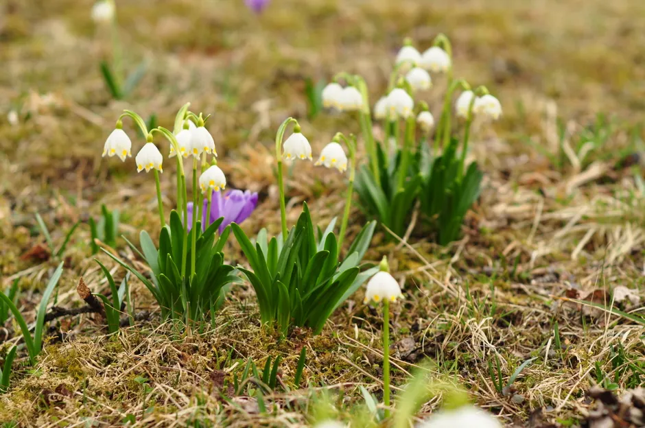 Close-up of blooming spring snowflakes (Leucojum vernum) in a grassy meadow, signaling the arrival of spring.