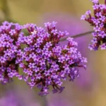 Verveine de Buenos Aires : semis 2026, fleurs jusqu'aux gelées, mais le froid tranche Close-up of bright purple Verbena flowers with lush petals in a natural setting.