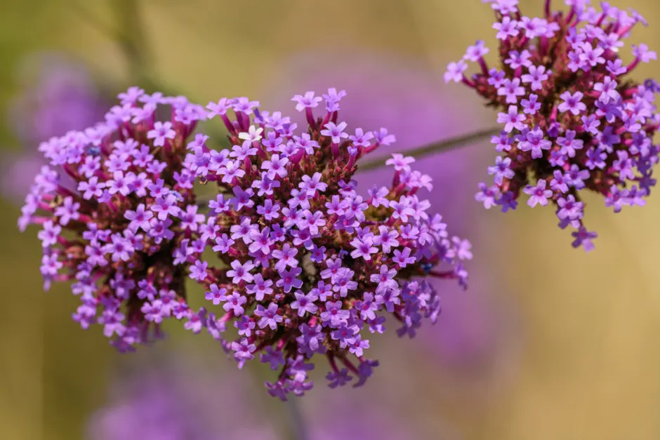 Close-up of bright purple Verbena flowers with lush petals in a natural setting.