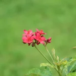 Lis des Cafres : fin septembre en fleurs, les pieds au frais Close-up of bright red Jatropha flowers against a lush green background in Chhatarpur, India.