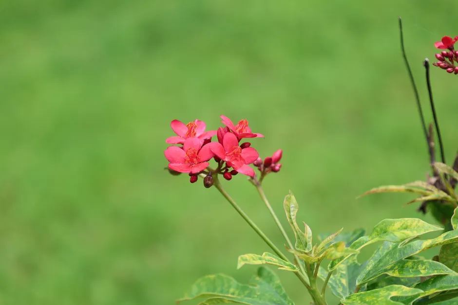Close-up of bright red Jatropha flowers against a lush green background in Chhatarpur, India.