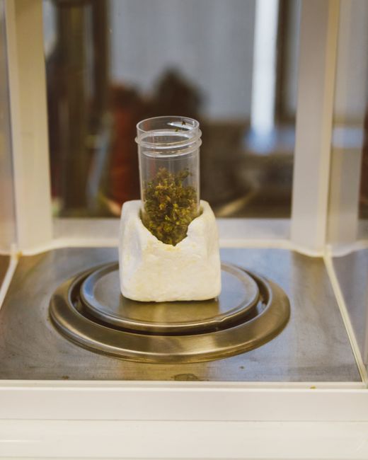 Close-up of cannabis sample in a secure laboratory environment, showcasing modern medicinal applications.