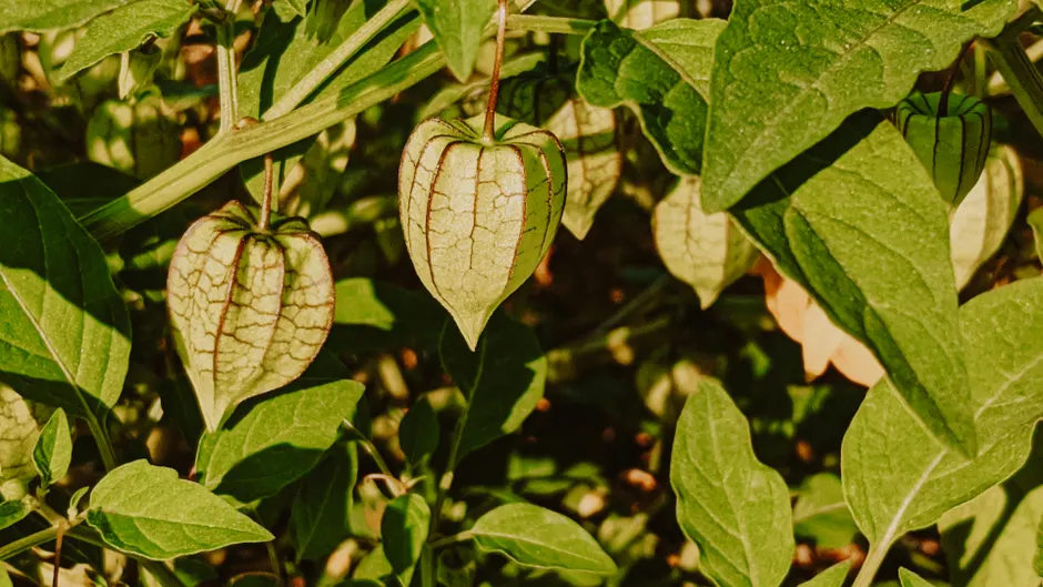Close-up of Cape gooseberries (Physalis peruviana) in the sunlight.